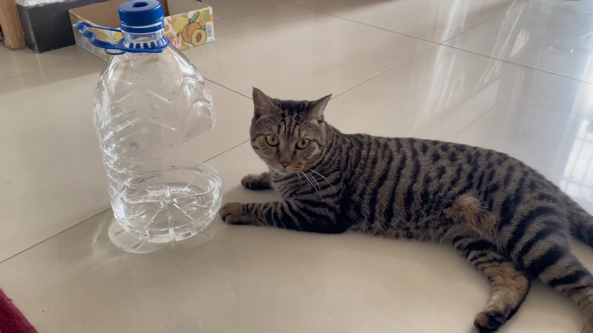 自制猫咪饮水机,狸花猫猫咪居然不去喝