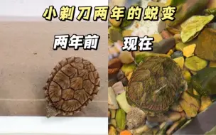 Download Video: 短短2年 小剃刀居然那么大变化？！