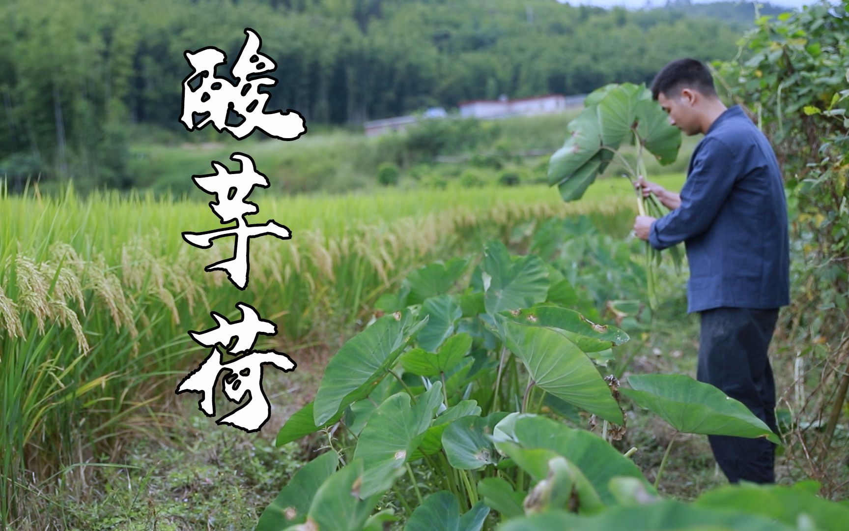 芋荷梗发酵而成的特色美食,说多了都是口水哔哩哔哩bilibili