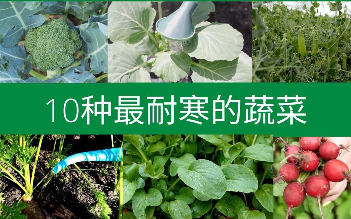 10种最耐寒的蔬菜,适合早春种植哔哩哔哩bilibili