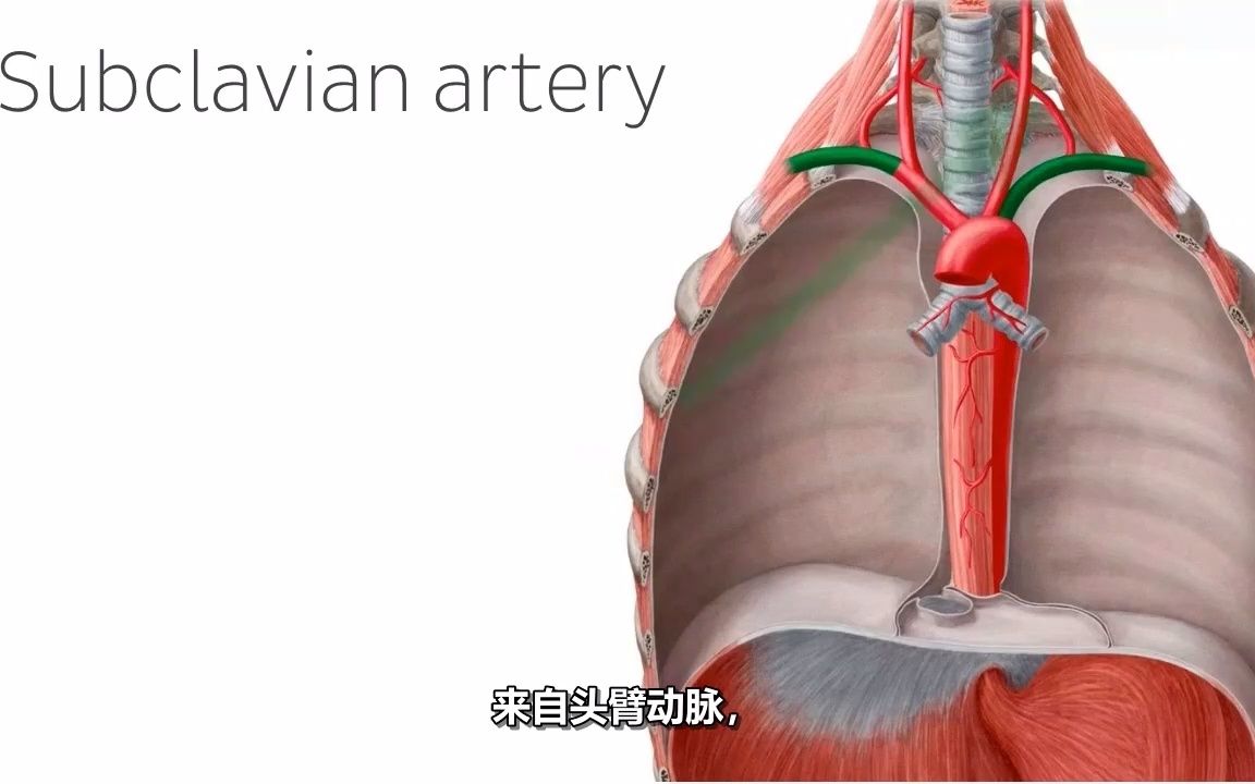 上肢动脉  人体解剖学哔哩哔哩bilibili