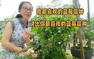 Download Video: 我最喜欢的蓝莓品种在这里，你喜欢的是啥品种呀