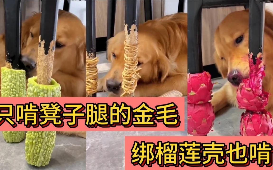 只拆凳子腿的金毛,绑榴莲壳也得啃,你猜最后什么降住了它?