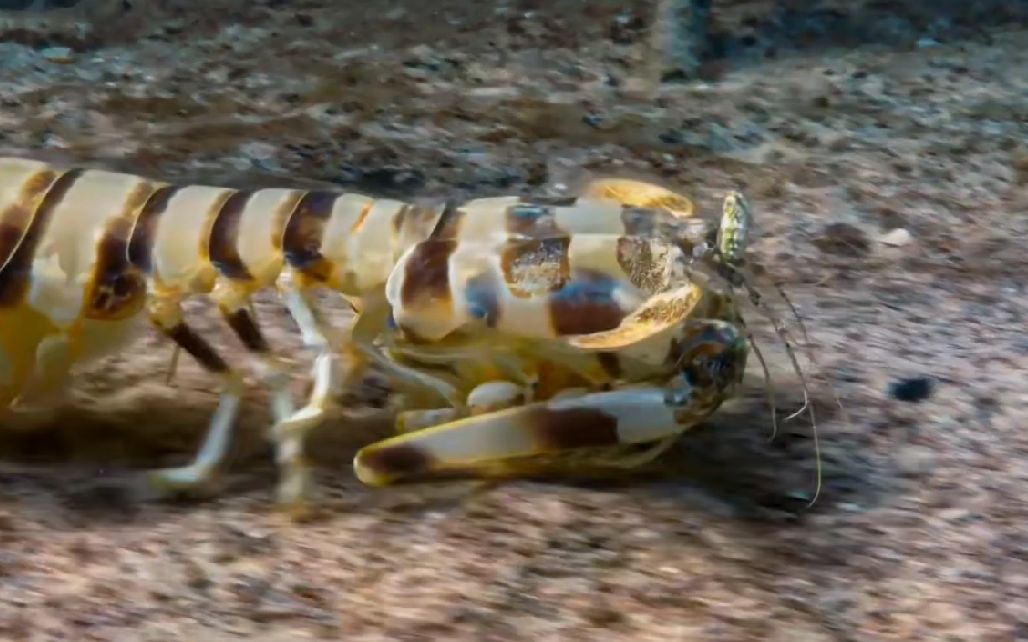 动物迷惑性行为隔壁老王家的斑琴虾蛄