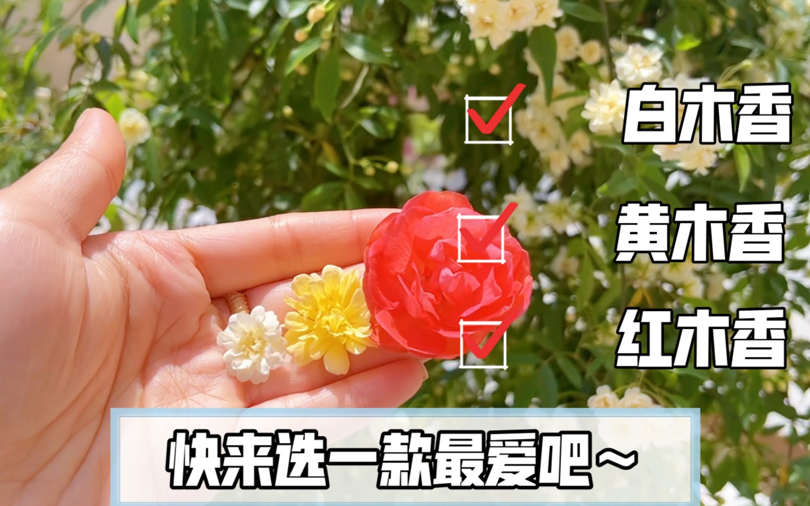 一次性带你们看三种木香花~快来看看吧~哔哩哔哩bilibili