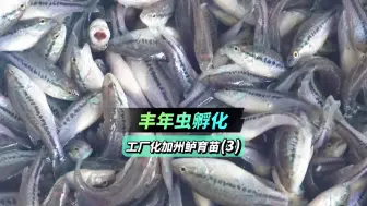 Download Video: 【工厂化加州鲈育苗系列3】如何孵化丰年虫？其实方法很简单，记住这几个要点你就会了！