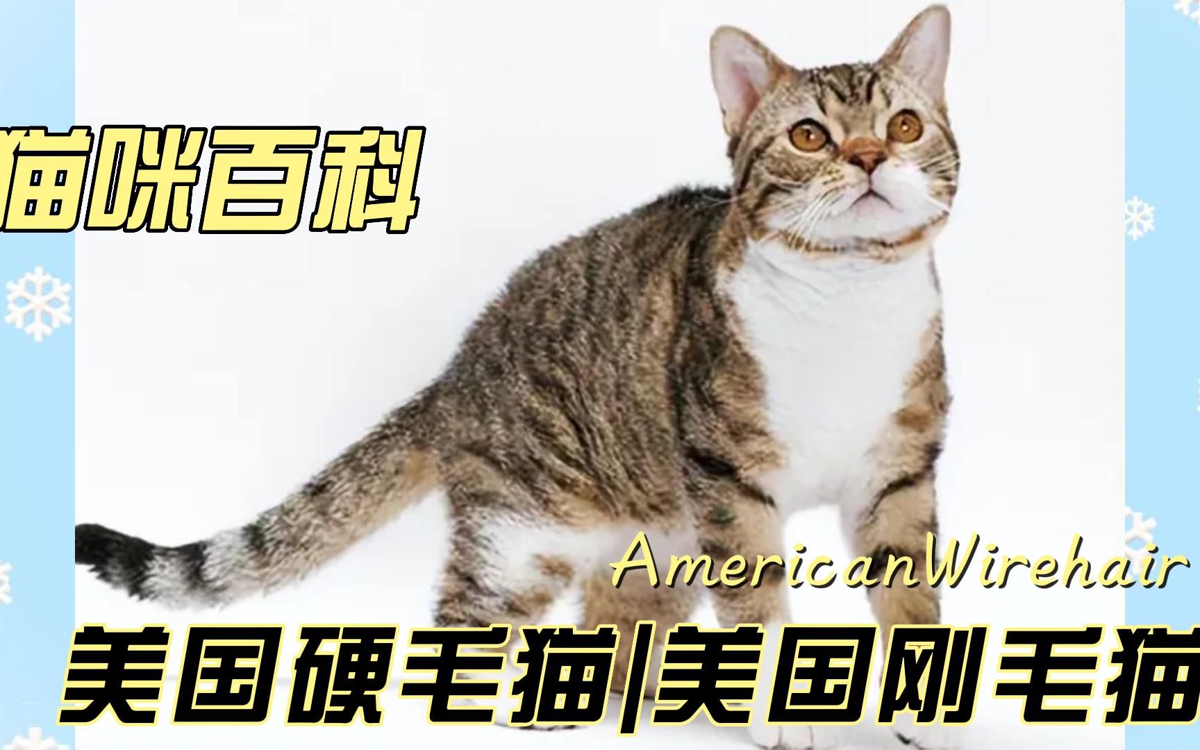 美国刚毛猫图片图片