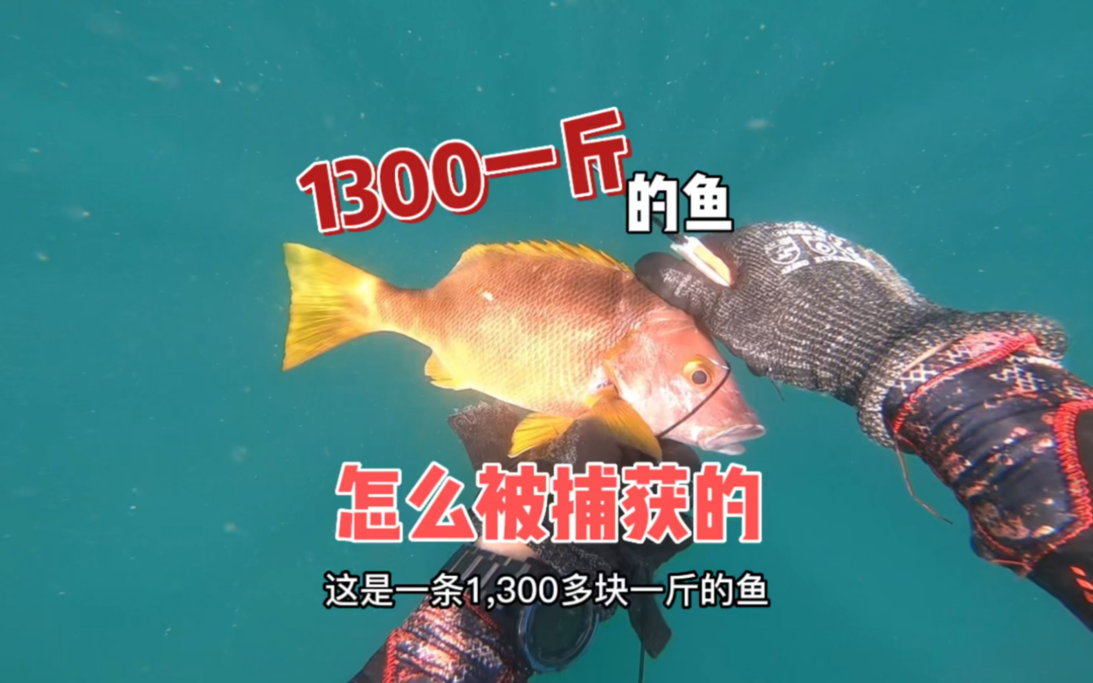 spearfishing自由潜水渔猎.1300多一斤的鱼被鱼佬涛捕获.哔哩哔哩bilibili