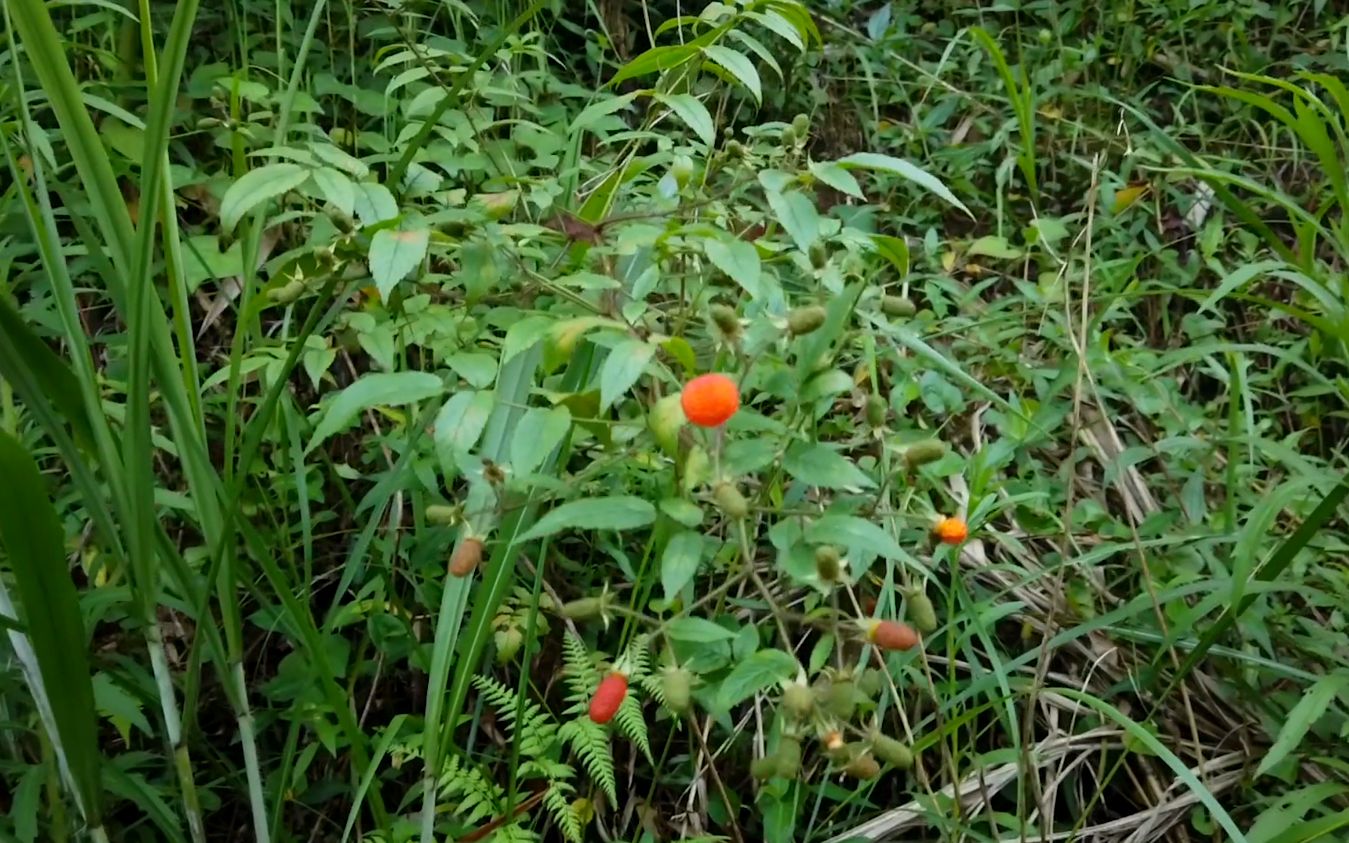 意外发现已经10年没吃过的野果空筒泡儿,真的很惊喜,见到请采摘_哔哩
