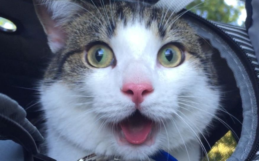 【表情亮了】捕获一只在野外"亢奋"成狗的猫