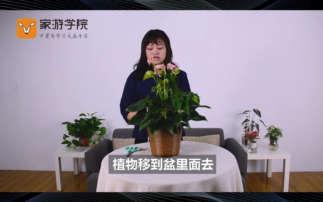 花艺入门:快来看看掌类植物有那些栽培技巧吧!哔哩哔哩bilibili