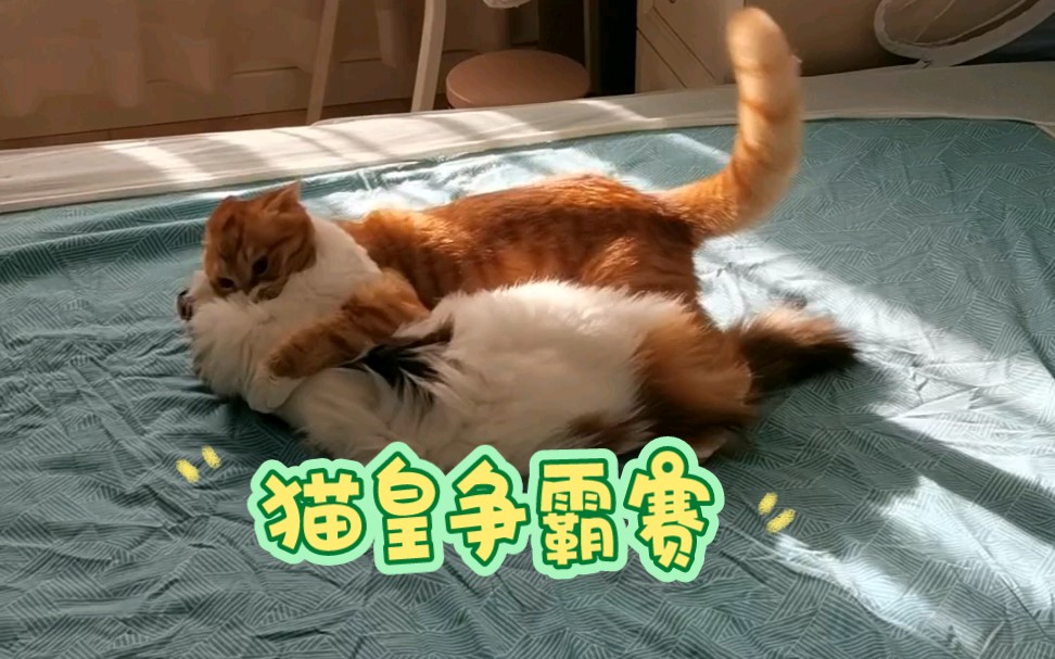 谁不喜欢看小猫咪干架呢?错过后悔的猫皇争霸赛