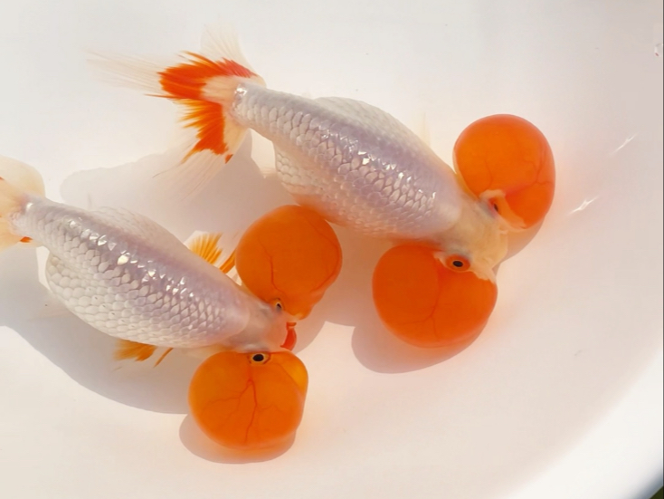 晃晃悠悠的水泡金鱼