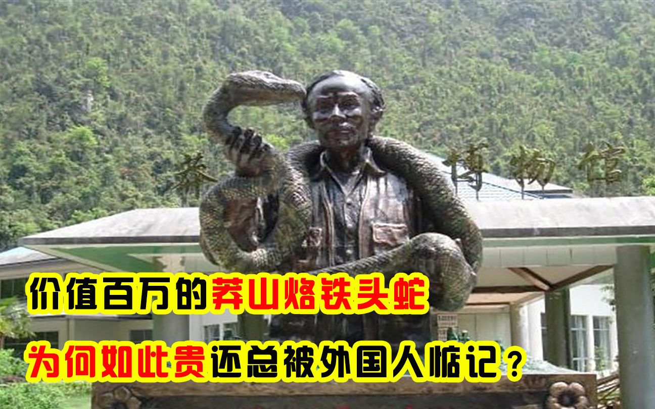 价值100万的“蛇中熊猫”莽山烙铁头,它为何贵?总被老外惦记?哔哩哔哩bilibili