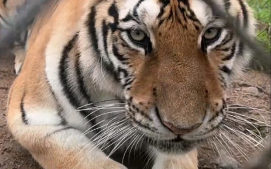 罕见,小飞棍今天竟然不想上班哦-东北虎小虎哥黑龙江牡丹江海林市横道