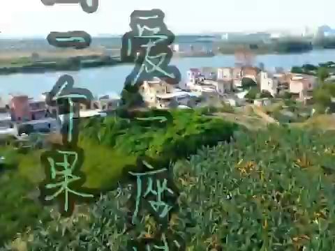 【助农】我为南沙万顷沙番石榴代言(科普宣传)哔哩哔哩bilibili