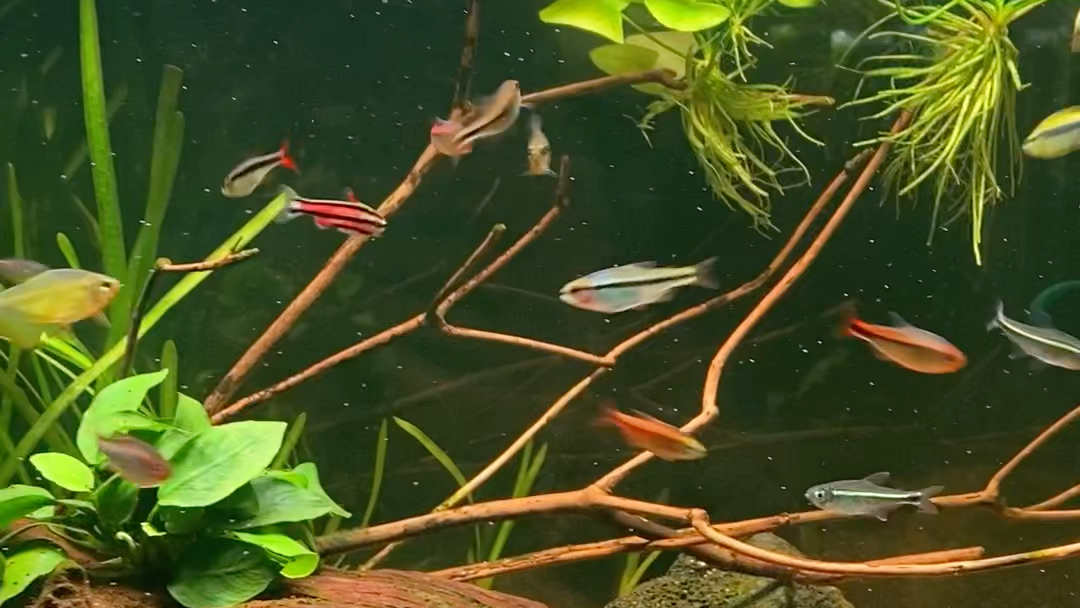 日常喂鱼-丰年虾