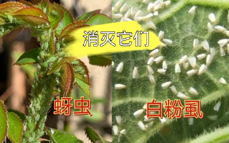 [图]盆栽长“蚜虫”“白粉虱”，只用一招就消灭！注意细节，收藏备用