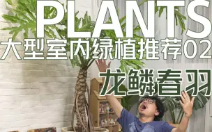 下载视频: 龙鳞春羽！客厅大型室内绿植必买推荐。一棵树撑起一片森林的大型绿植。