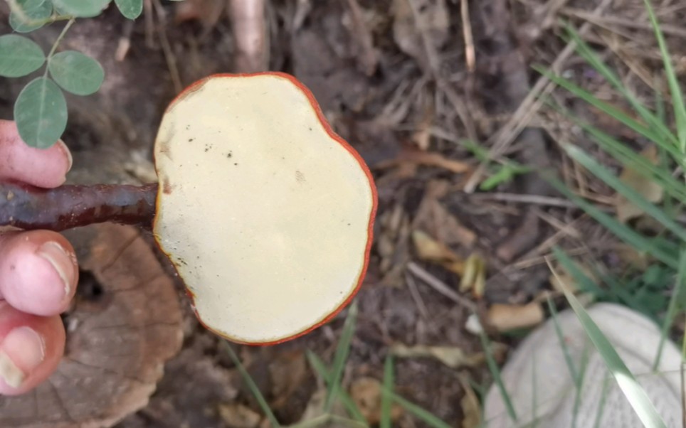 灵芝,山桃树桩同一位置第二次发现