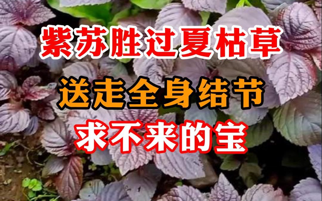 [图]紫苏胜过夏枯草，送走全身结节，求不来的宝