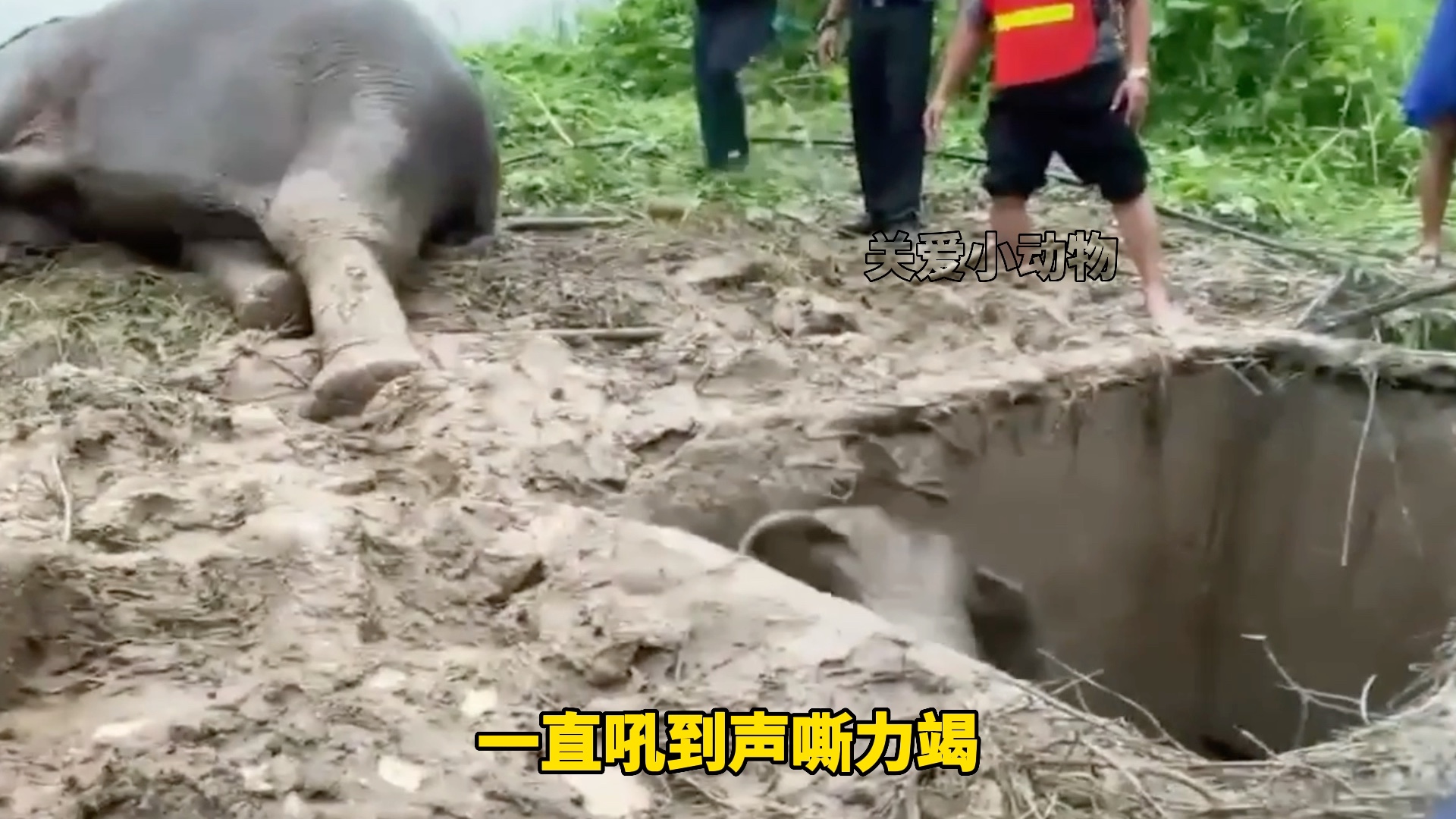 母象不顾危险公路求助,小象为了呼唤妈妈声嘶力竭.看完太感人了,好好哭.哔哩哔哩bilibili