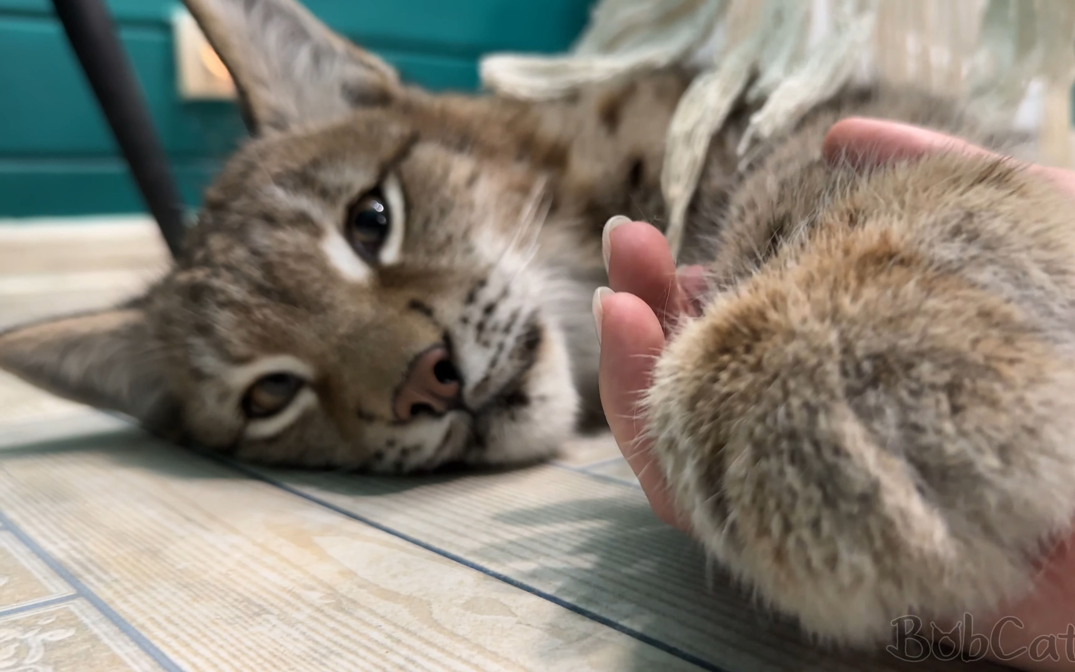 小猞猁躺在地上,可以撸了 (猞猁姐姐20231109)