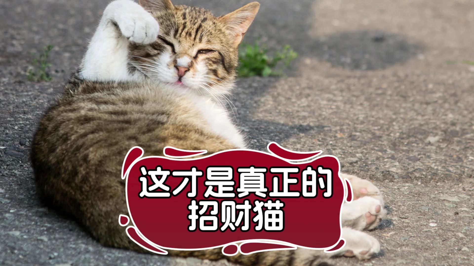 这才是真正的招财猫,真能发现钱!