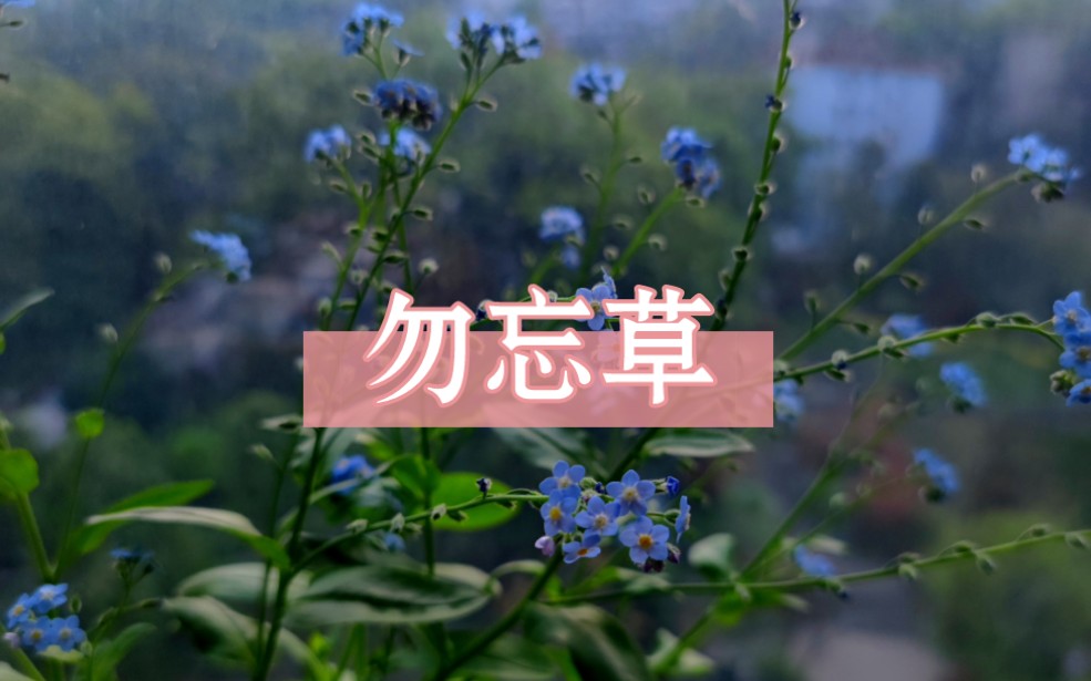 【勿忘草】 Don't forget me,勿忘我哔哩哔哩bilibili