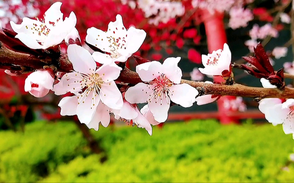 [图]桃花红，梨花白，黄鹂歌唱众行来