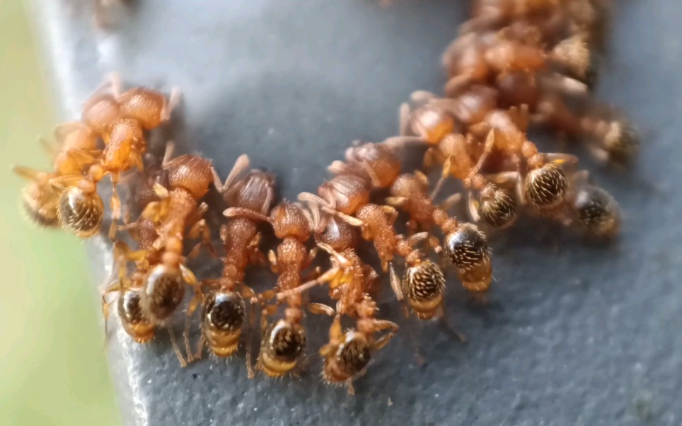 双隆骨铺道蚁(Tetramorium bicarinatum)哔哩哔哩bilibili