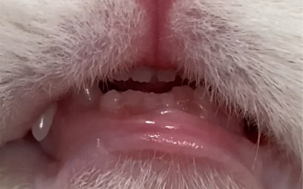 吸吸布偶猫,比我的牙齿都白!