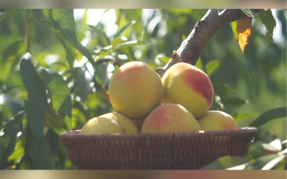 老家建宁的锦绣黄桃熟了