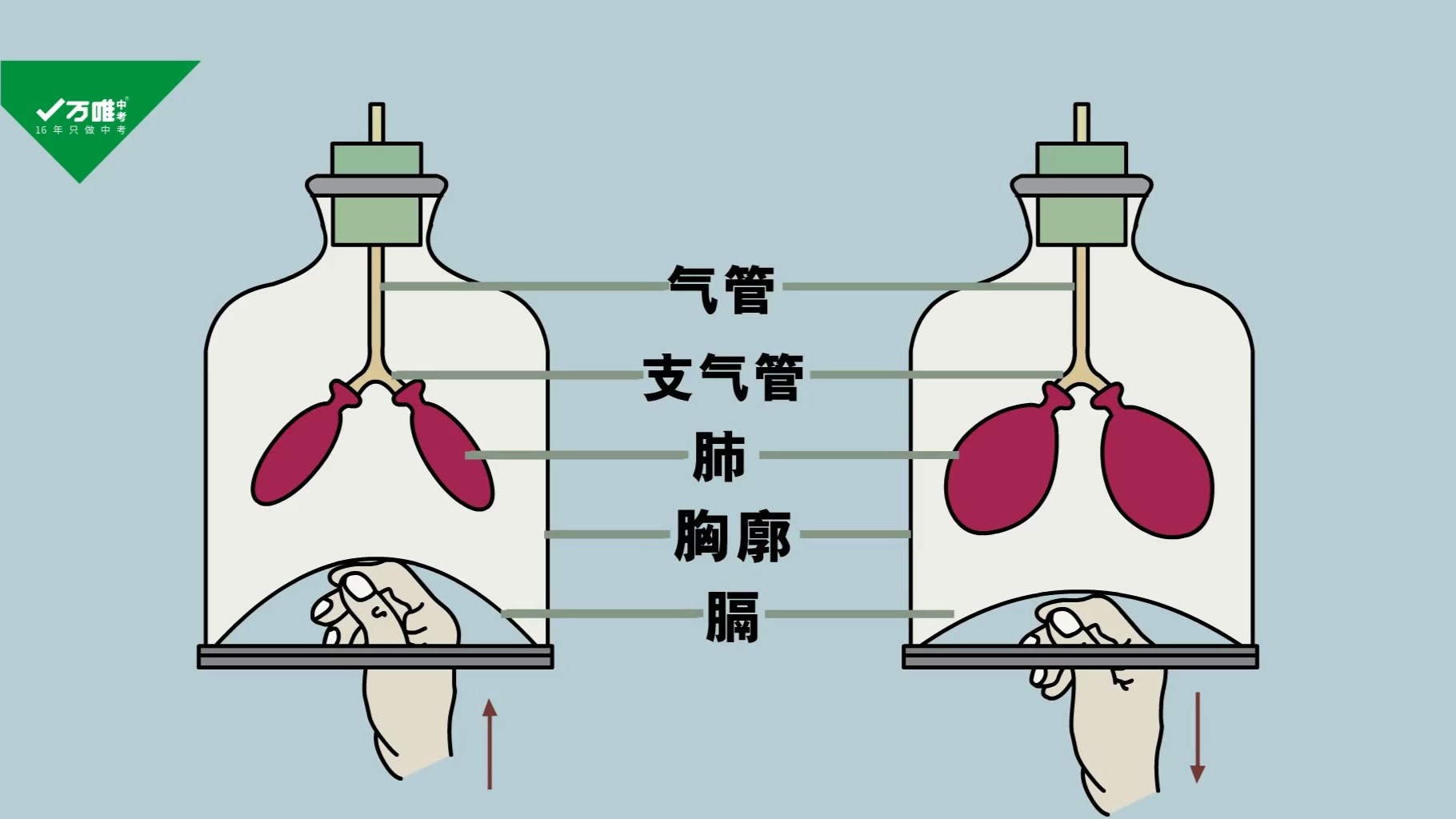 用气球模拟呼吸的过程哔哩哔哩bilibili