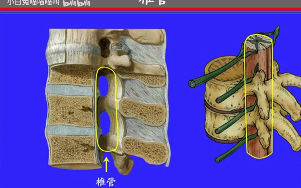 05.椎骨的一般特点——系统解剖学、局部解剖学——这一套就够了哔哩哔哩bilibili