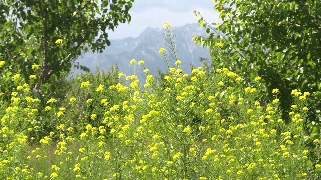 [图]野油菜花在田野盛开