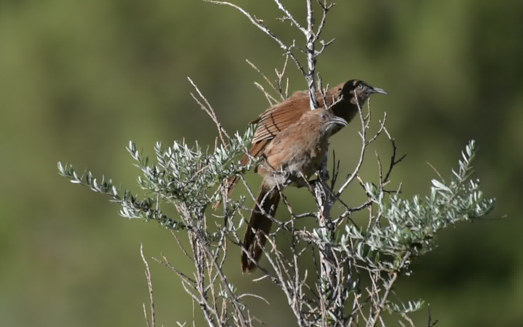 棕草鹛青海囊谦20200716