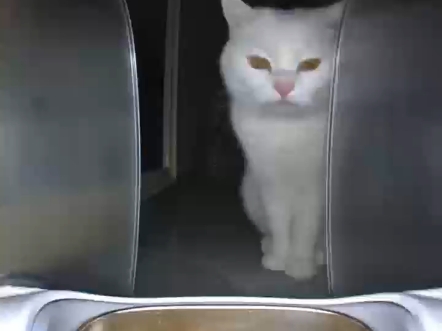 猫脸识别喂食器