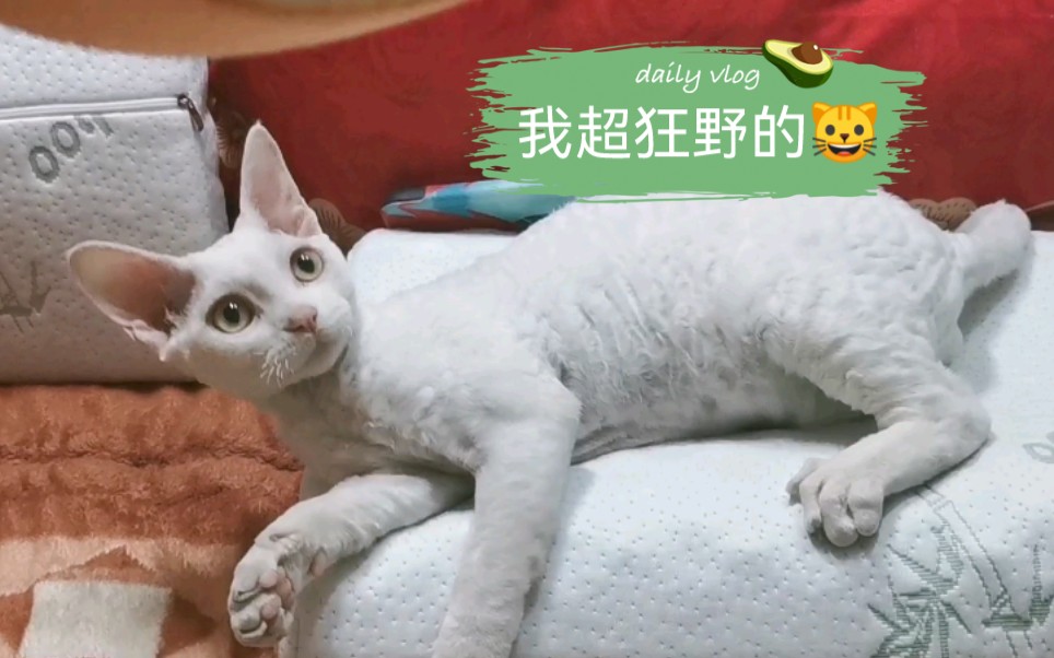 【油条特辑】这就是甜美的德文卷毛猫吗哔哩哔哩bilibili