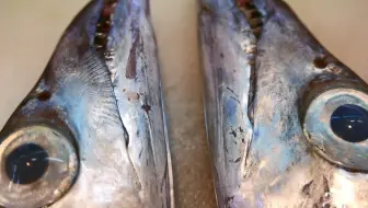 带鱼科刺身 太刀鱼刺身开始了 油炸鱼骨 哔哩哔哩 Bilibili