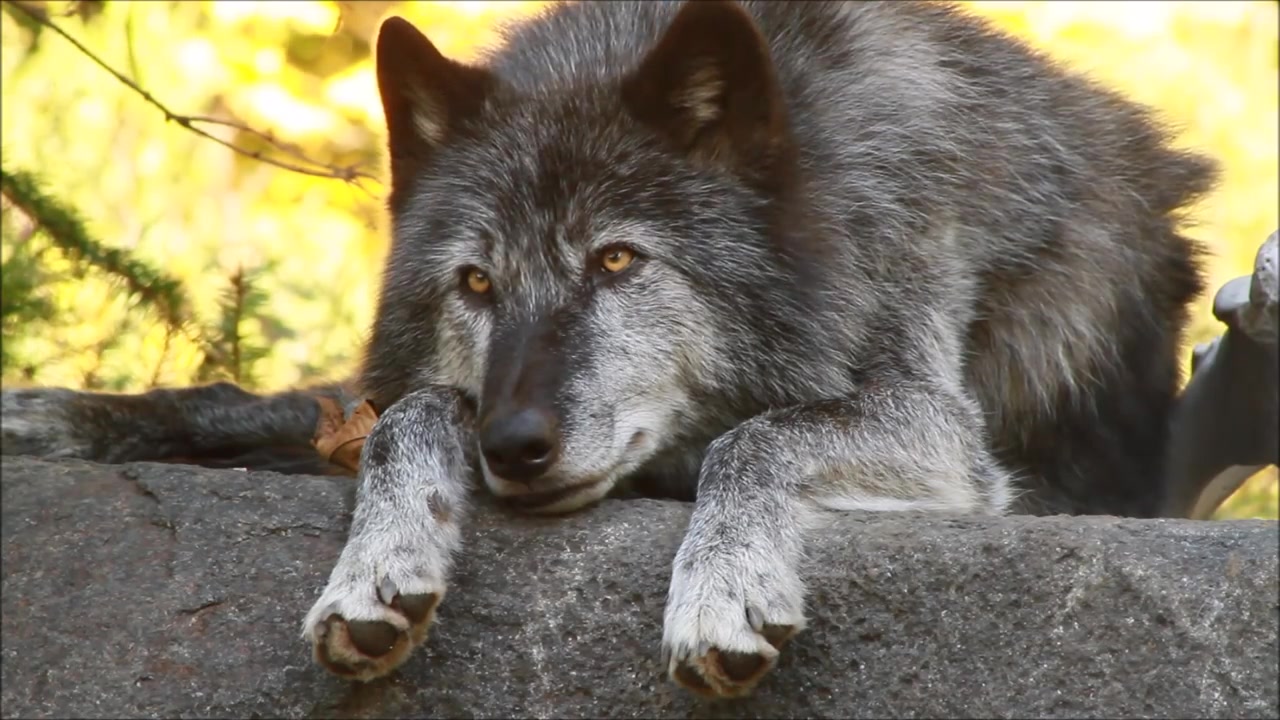 毛茸茸又帅气的黑狼,想rua!beautiful black wolf