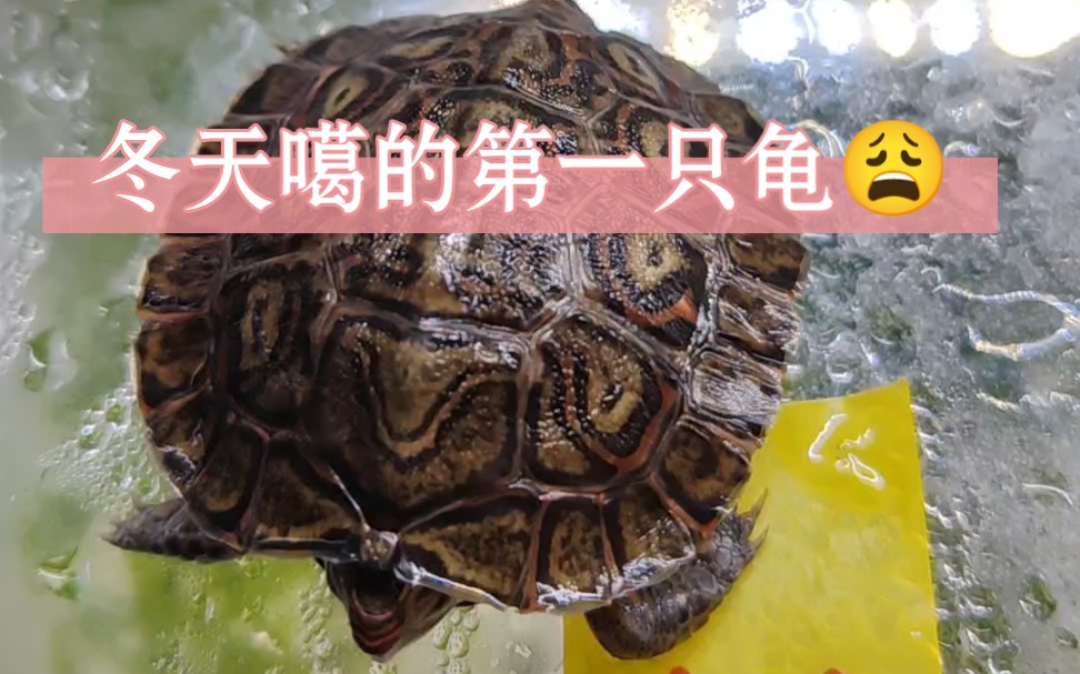 冬天噶的第一只龟,油彩木纹龟～,,06^06,,心痛也心疼啊