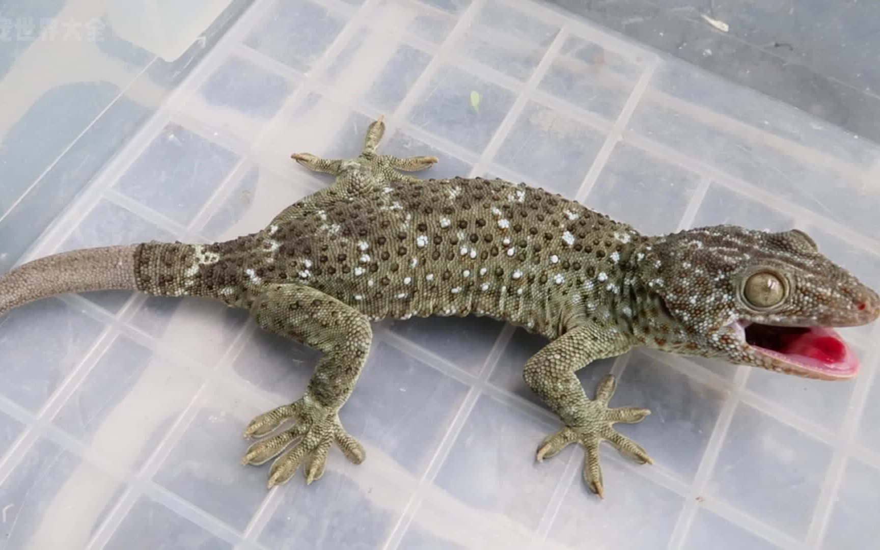 收获一只大壁虎,十分残暴