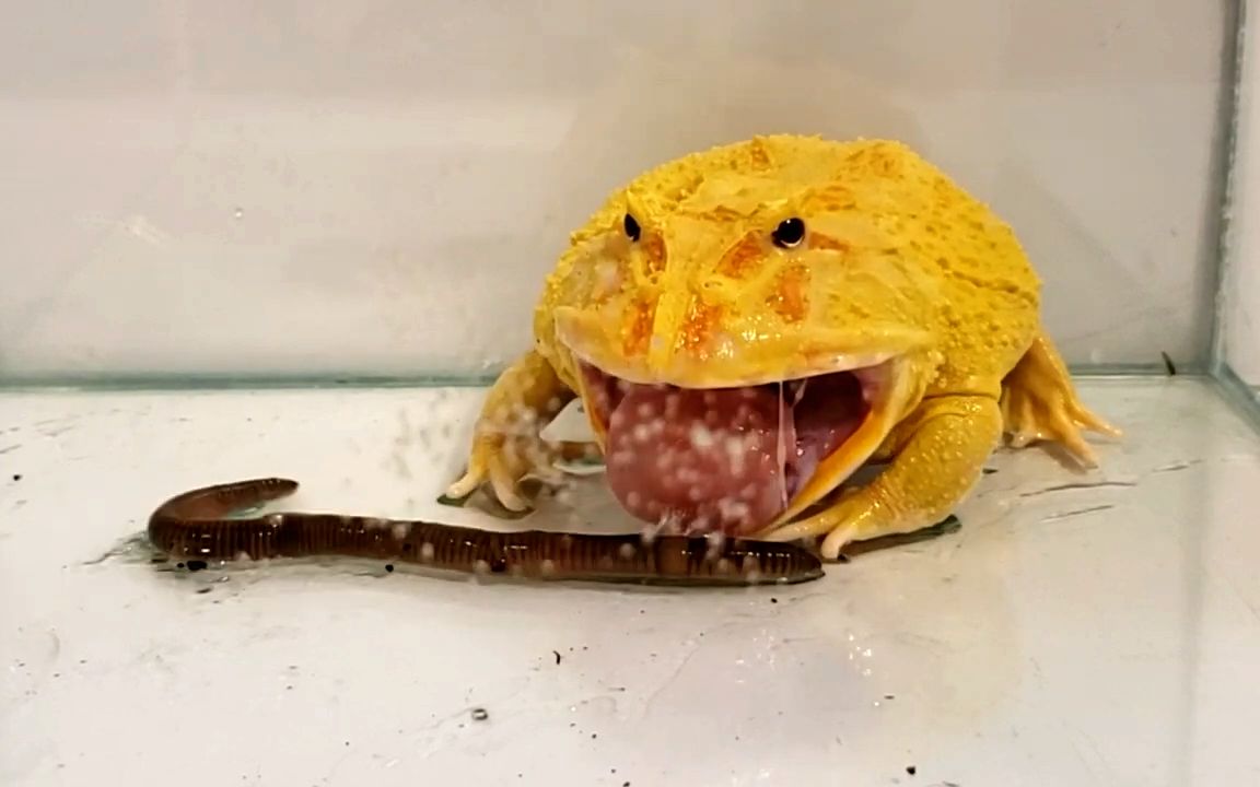 角蛙大型翻车现场—角蛙吃活吞蚯蚓,竟吓尿了!