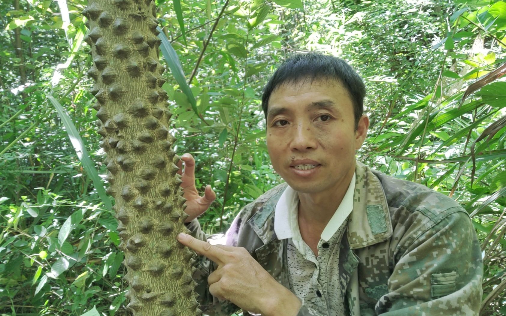 山里这种长满鼓钉的树大家认识吗?原来它还有这些用途,来看看吧