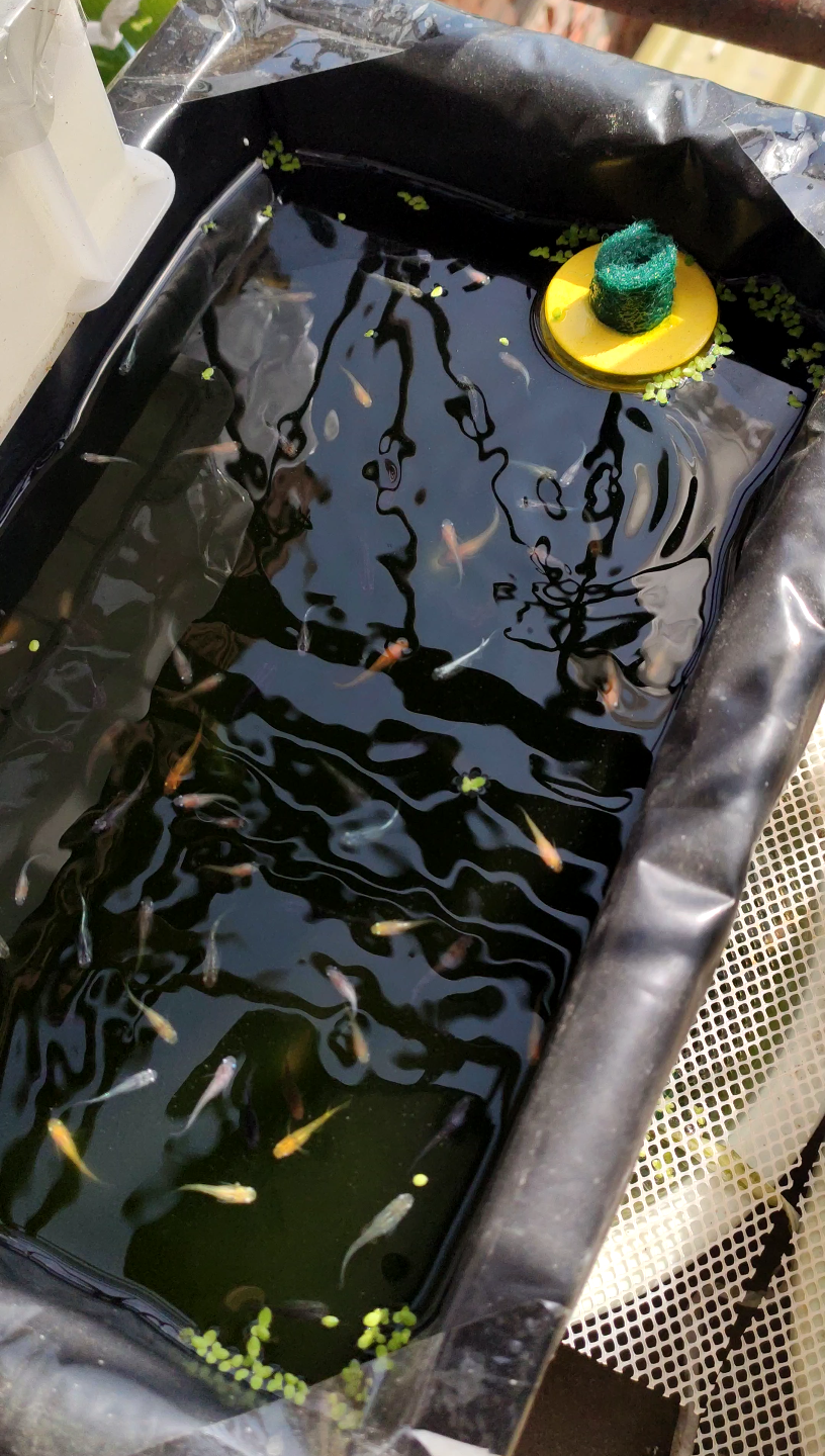 观背青鳉——抱卵(果然还是年轻鱼抱卵快)_哔哩哔哩_bilibili