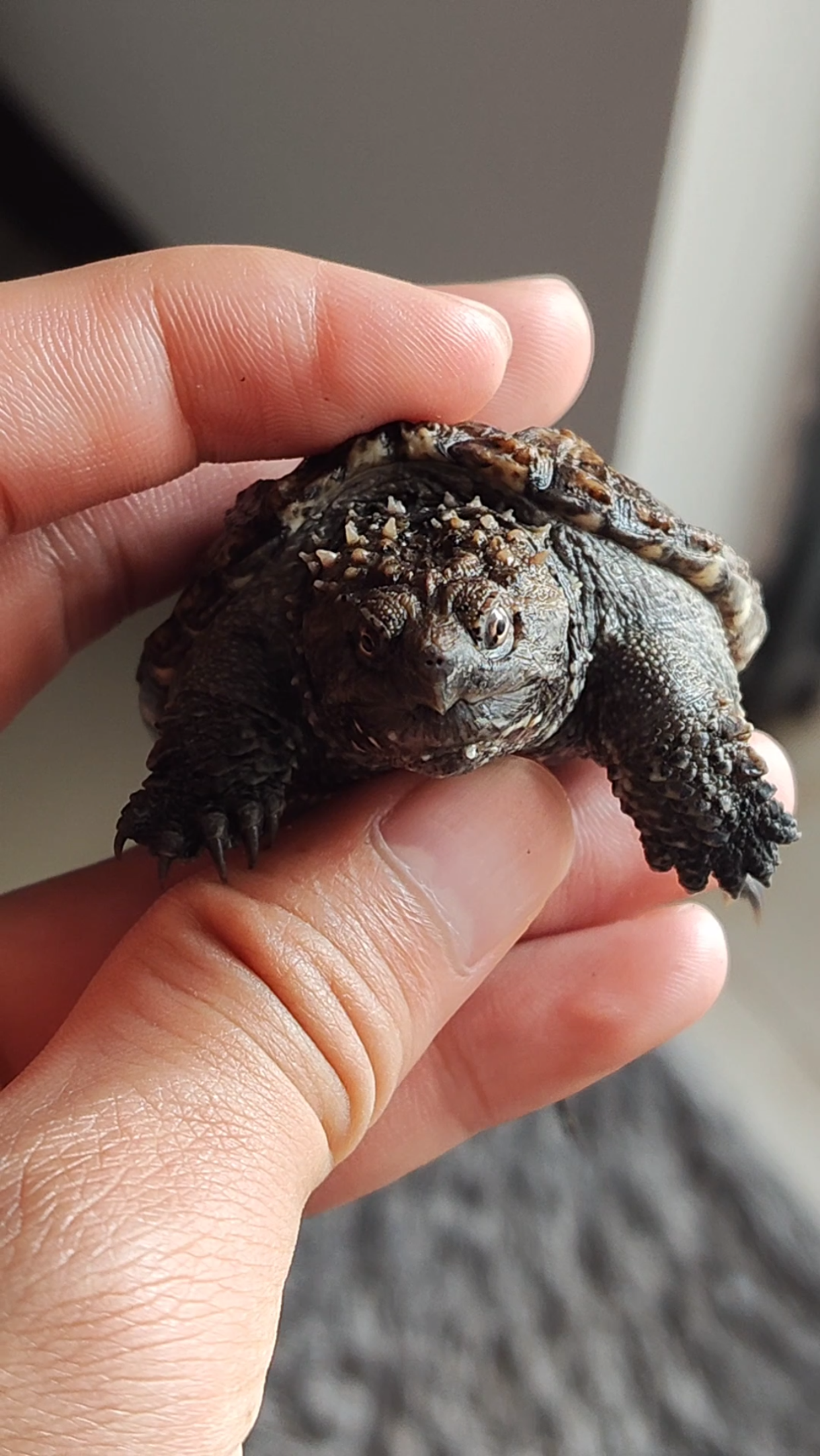 上架一个,中几张的小极品,压成佛鳄龟,爆刺蛤蟆脸.