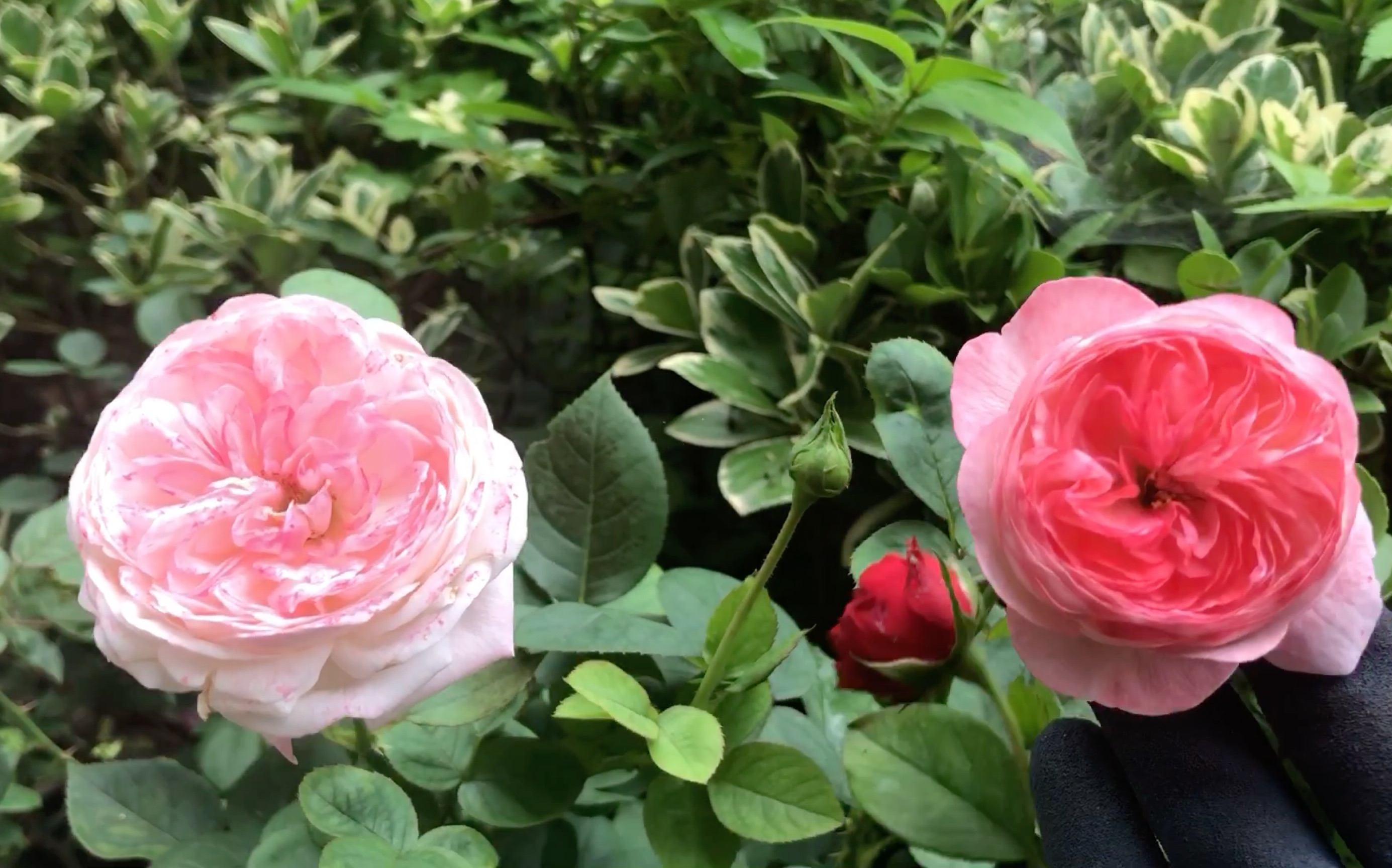 月季品鉴〕可爱的莲花包子---霞多丽(新手大推荐)_哔哩哔哩 (゜-)b)