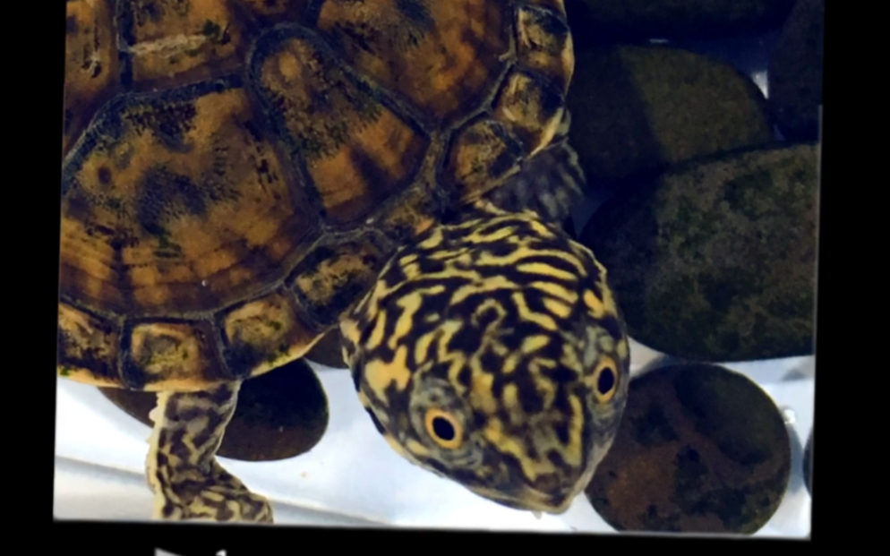 虎纹麝香龟虎一般的头纹