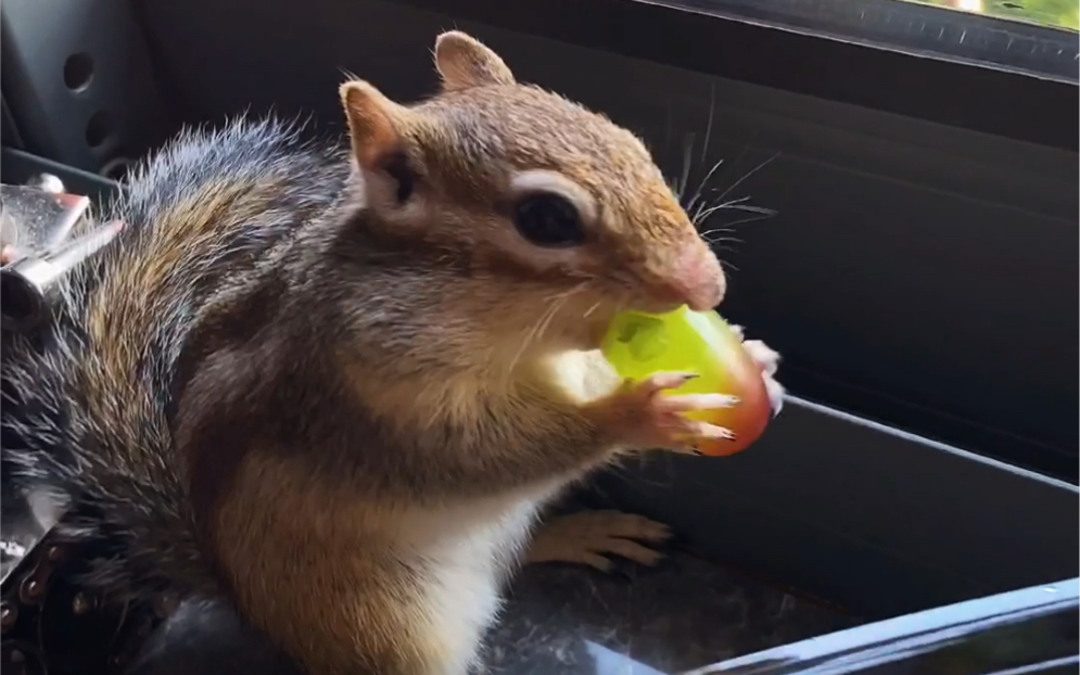 超可爱的小松鼠吃小葡萄